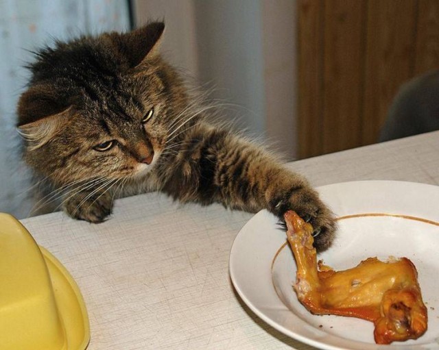 Коты и Кошки