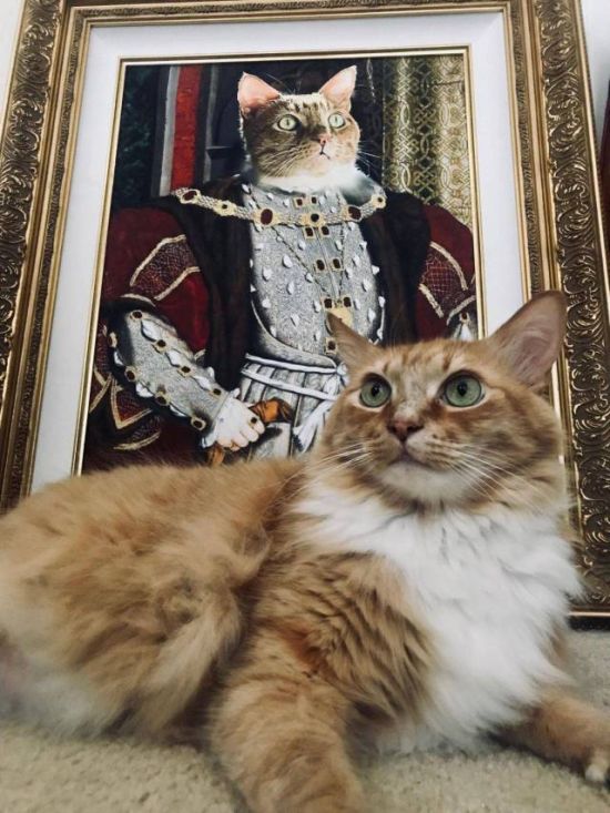 Прикольных котов пост
