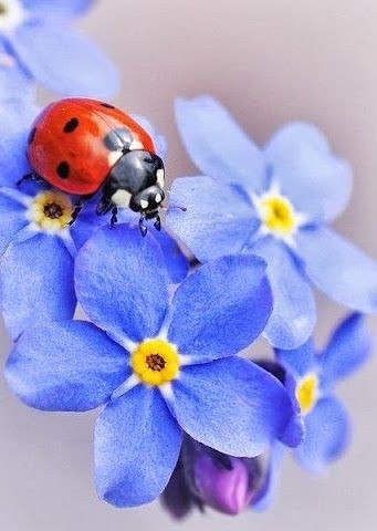 Живность из сети