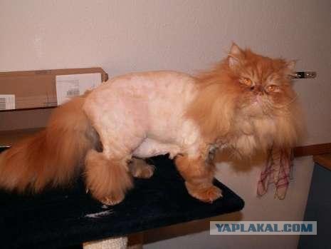 Ура, котовторник! (01.07.2008)