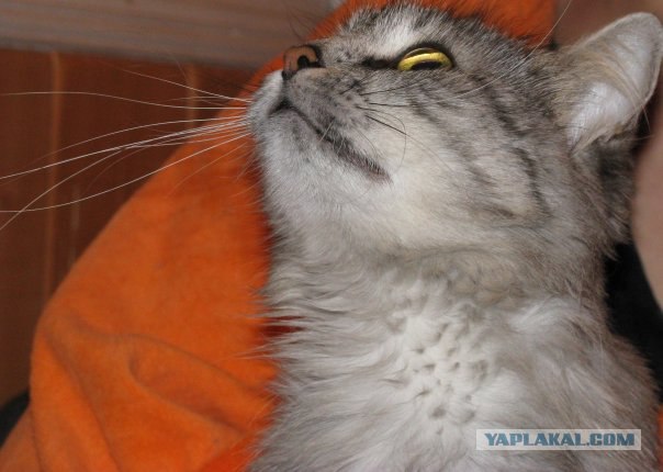 Котовторник на ЯПлакалъ (15.07.2008)