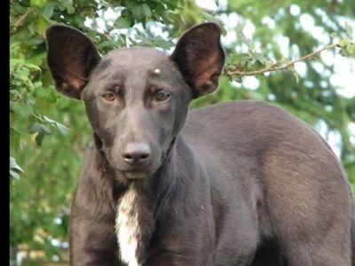 Кот с человеческим лицом