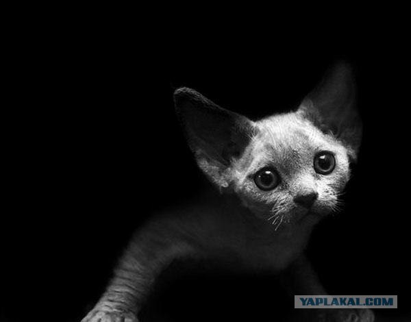Котовторник: Кошки гаваны и другие!