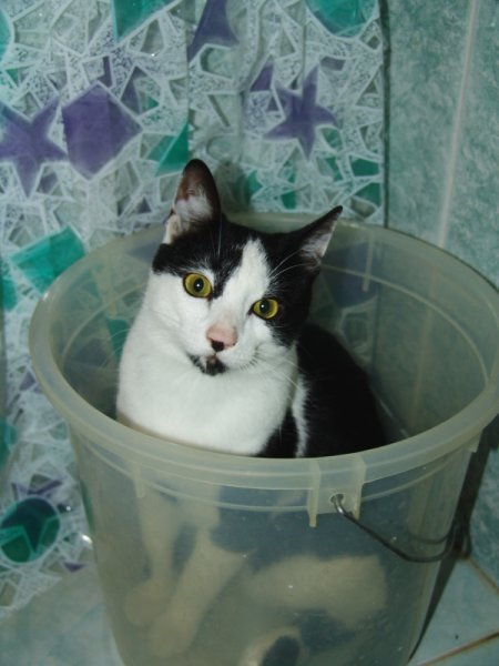 Котовторник (02.06.2009)