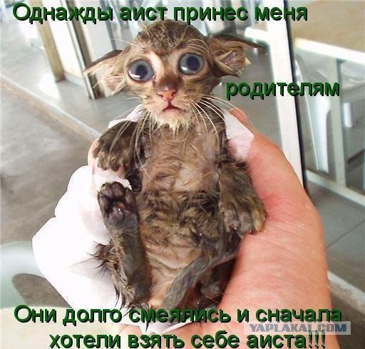 Картинки о животных