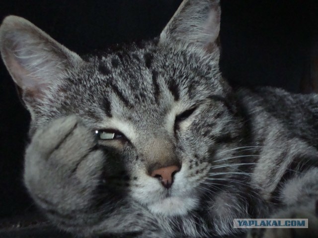 Котовторник - С праздником, котоводы!