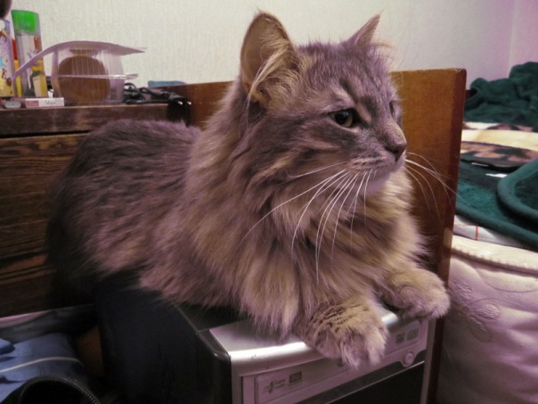 Выставка кошек