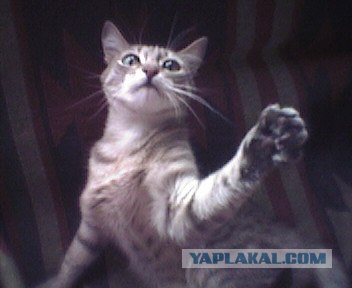It's Catursday Fever! (Котовторник)