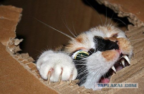 Котовторник объявляется открытым!