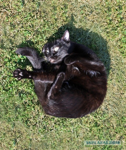 Котовторник (31.01.2012)
