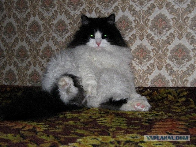 Котовторник (21.02.2012)