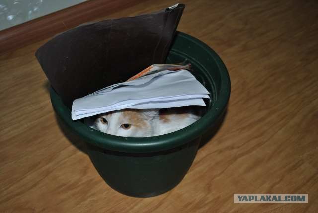 Котовторник 27.03.2012