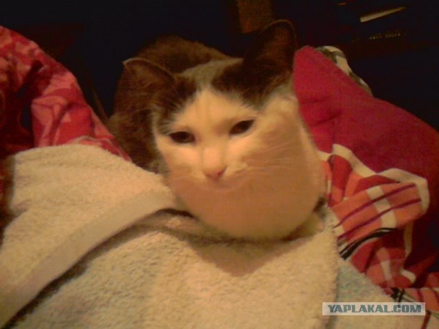Котовторник  от 3.04.2012