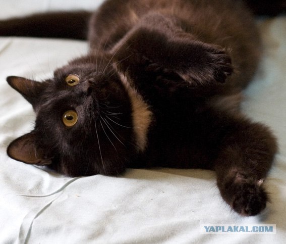 Котовторник 30.10.2012