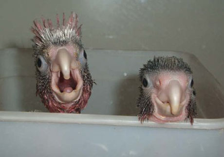 Яблоко от яблони....