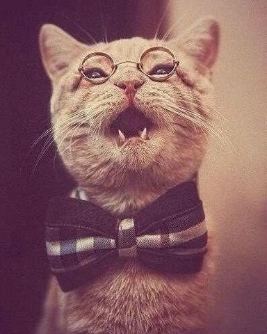 Забавные фото котеек