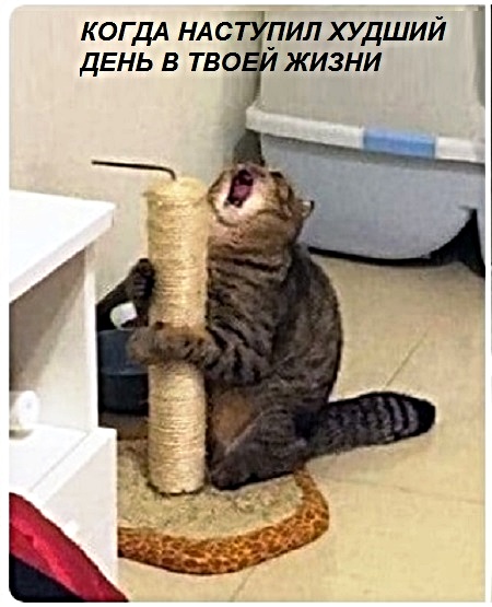 Картинки с котами и про котов