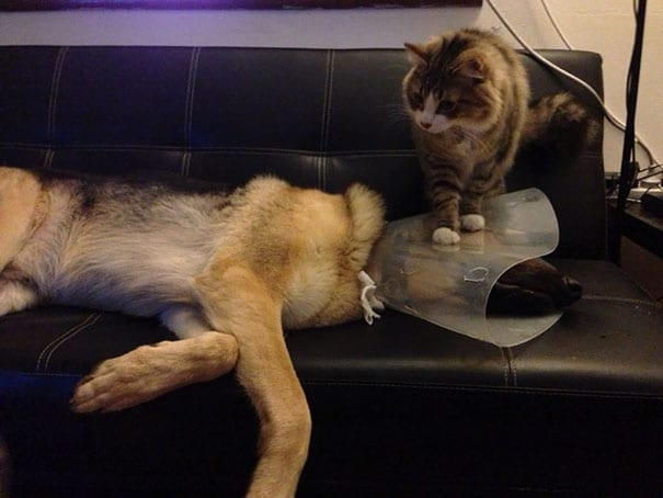 Уже не котовторник, но еще и не собакочетверг