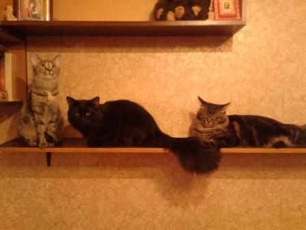 Коты, которые нас порадовали!