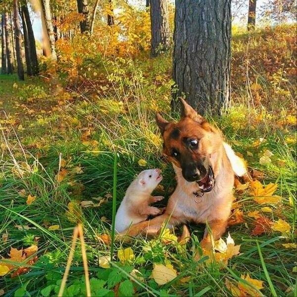 ПозитиФ Чик