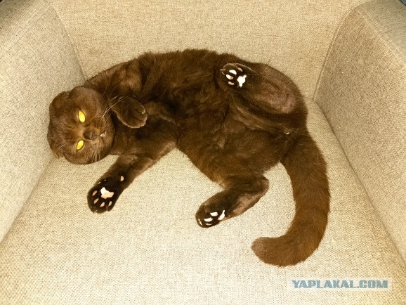 Вторник, сэр кот