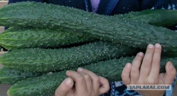Предложение