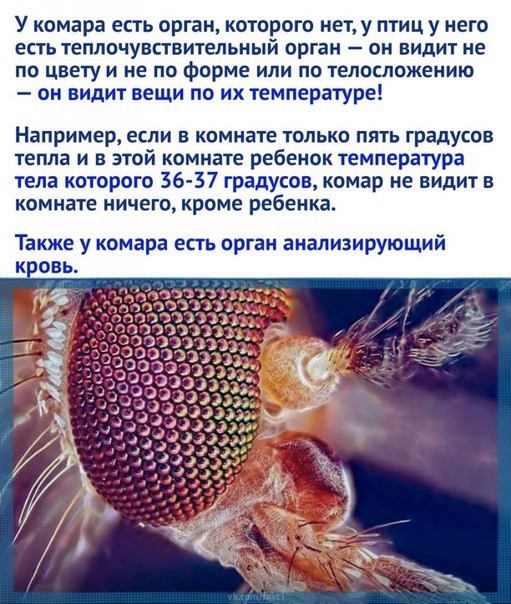Эффективное средство от комаров обнаружили в Сети — это зажимы в виде стрекоз.