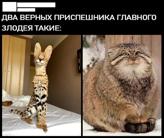 К котовторнику: подборка картинок-баянов с котиками и про котиков. Выпуск 22