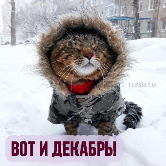 Подборка картинок-баянов с котиками и про котиков. Выпуск 30.