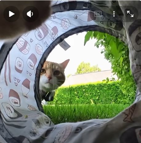 Сбежал кот!