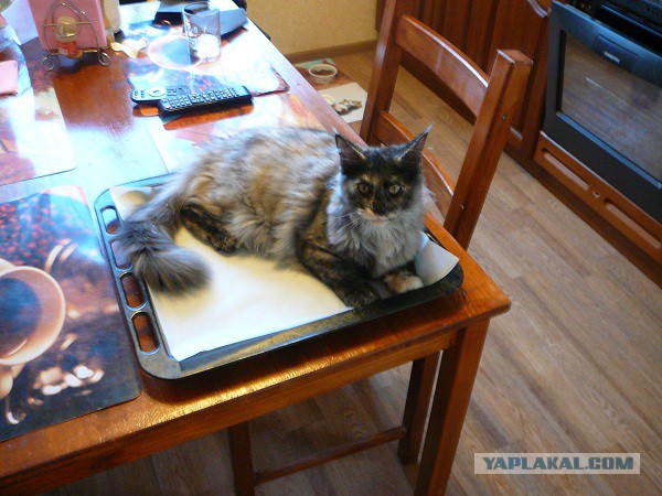 Котовторник 6.05.2014