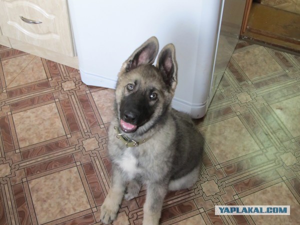 Мой малый друг Мухтар