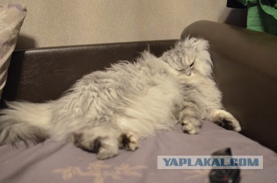 Иногда мне кажется, что моя кошка всю ночь бухала
