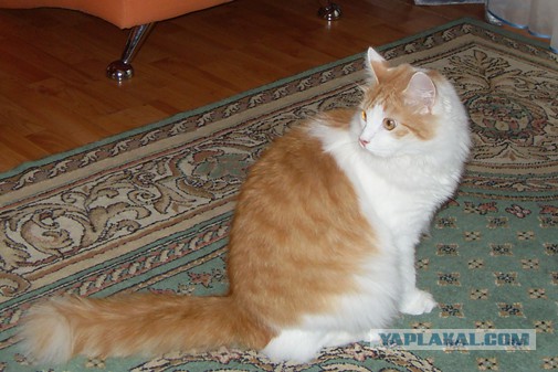 Котовторник 05.08.2014