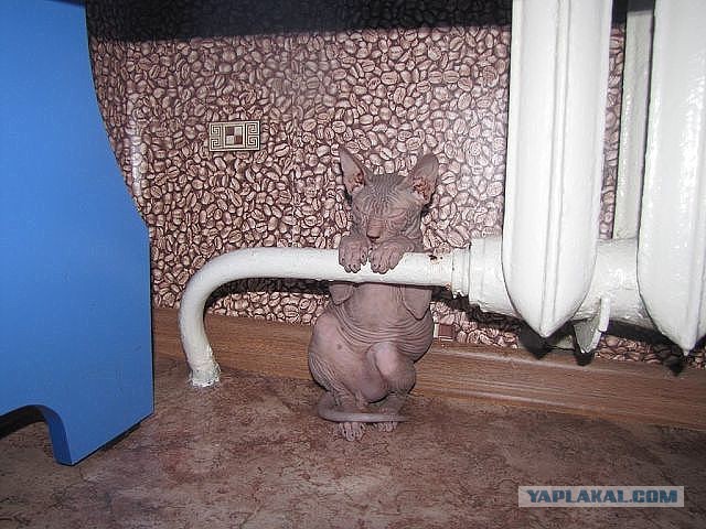 Котовторник.