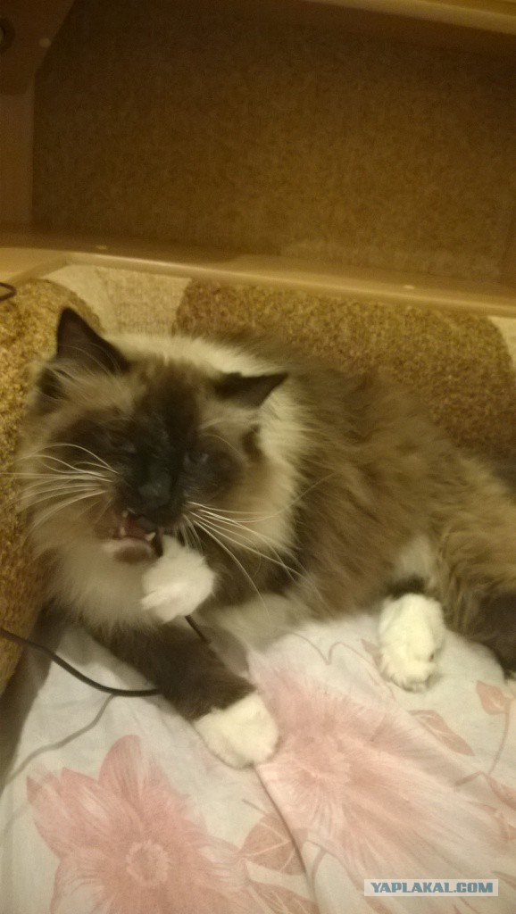 Котовторник
