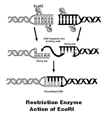 Генная инженерия от A до Z