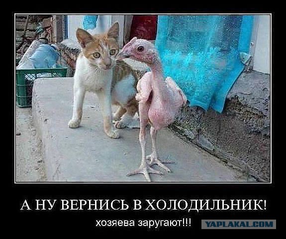 Веселые картинки на пятницу