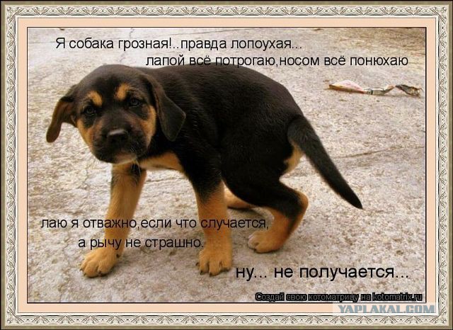 Немного братьев наших меньших! ЧЕТВЕРГ