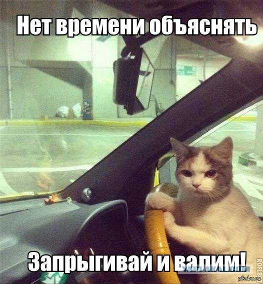 Известные котомемы.