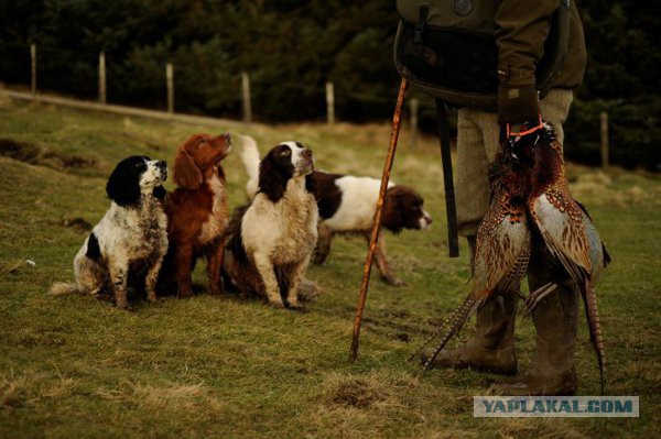 Собакочетверг