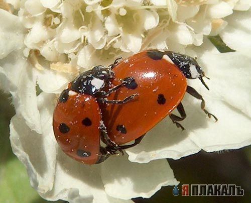 НАСЕКОМЫЕ. Мухи, бабочки, мотыльки, моль, и все летающие твари, пауки