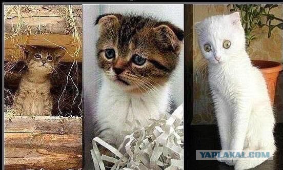 Сетевые картинки улыбательновозбуждающие