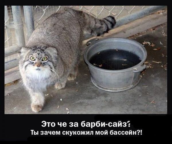 Демы к котовторнику!