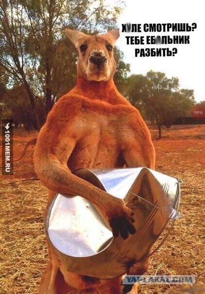 Жителям Австралии стоит устанавливать в доме прочные стекла