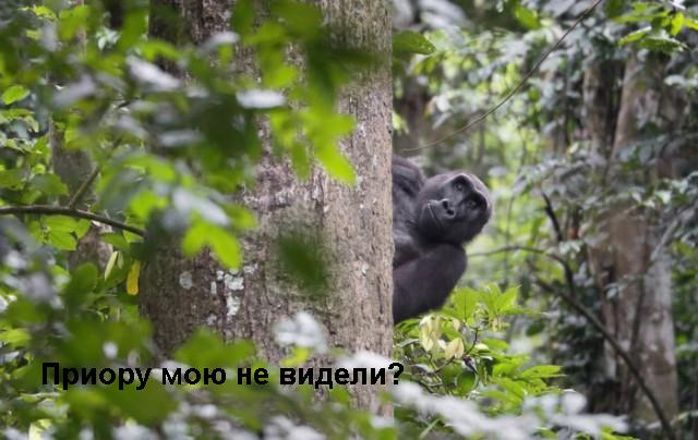 Картинки, гифки для настроения и чтобы отвлечься.