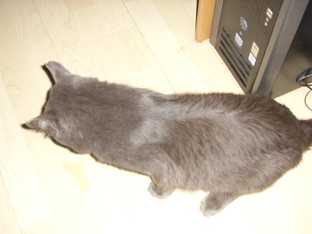 Котомет на вторник (18.12.2007)