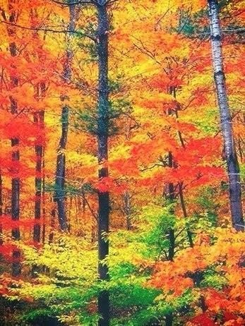 Картинки для отдыха глаз