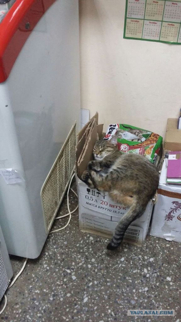 Котовторник 22.11.2016