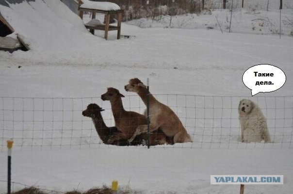 Юмор не для всех